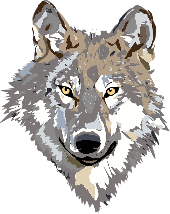 wolf-30695_960_720