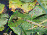 Froschkönig