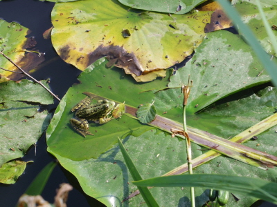 Froschkönig