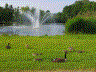Naturidylle