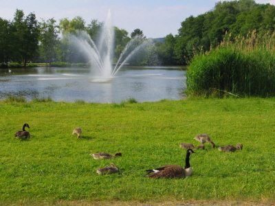 Naturidylle
