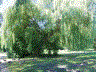 Mein Freund der Baum