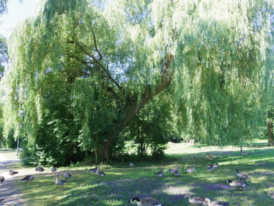 Mein Freund der Baum
