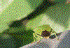 gemeine Wanze