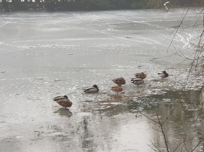 Winterenten