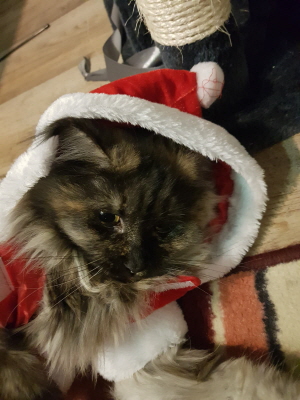 Ronja