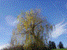 Zauberbaum