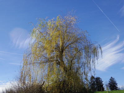 Zauberbaum